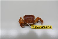 藏品(奧氏後相手蟹)的圖片